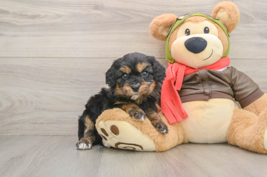 MARTINI, a Cavapoo littermate