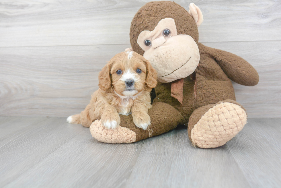 Happy Cavapoo Baby