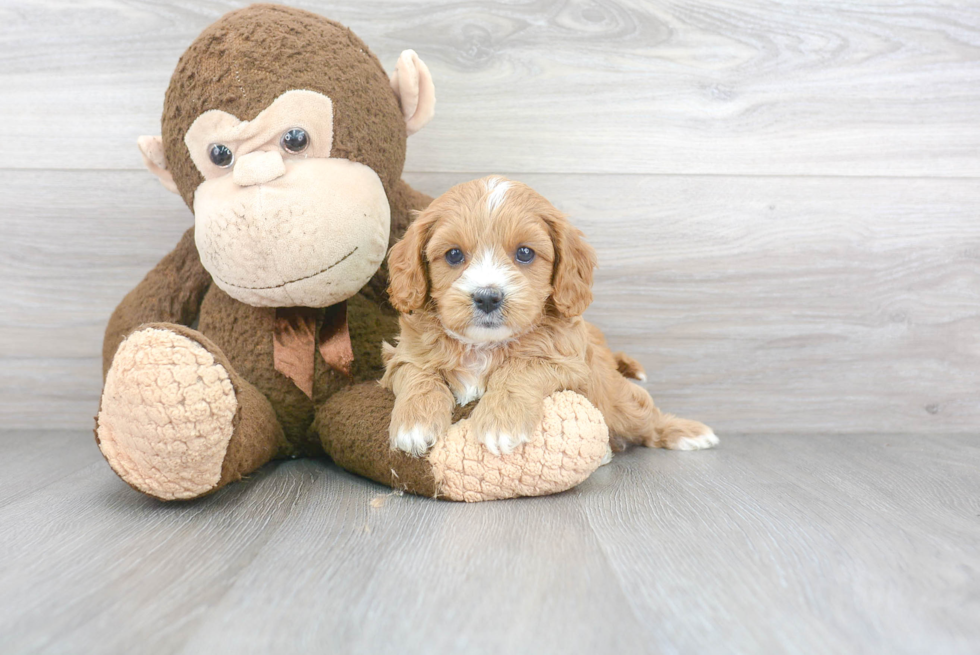 Best Cavapoo Baby