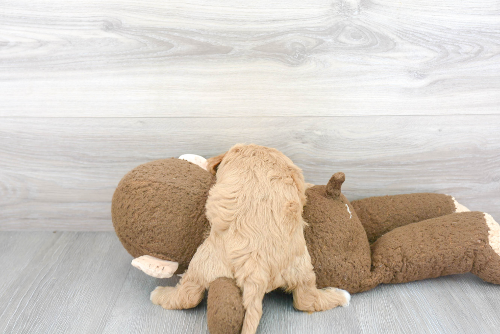 Hypoallergenic Cavoodle Poodle Mix Puppy