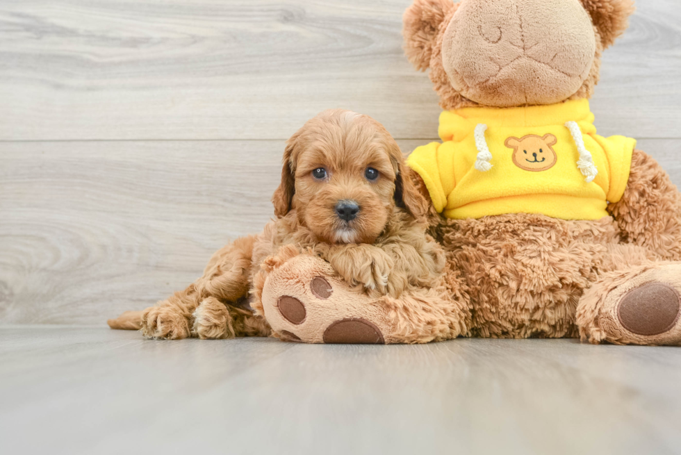 Cavapoo Pup Being Cute