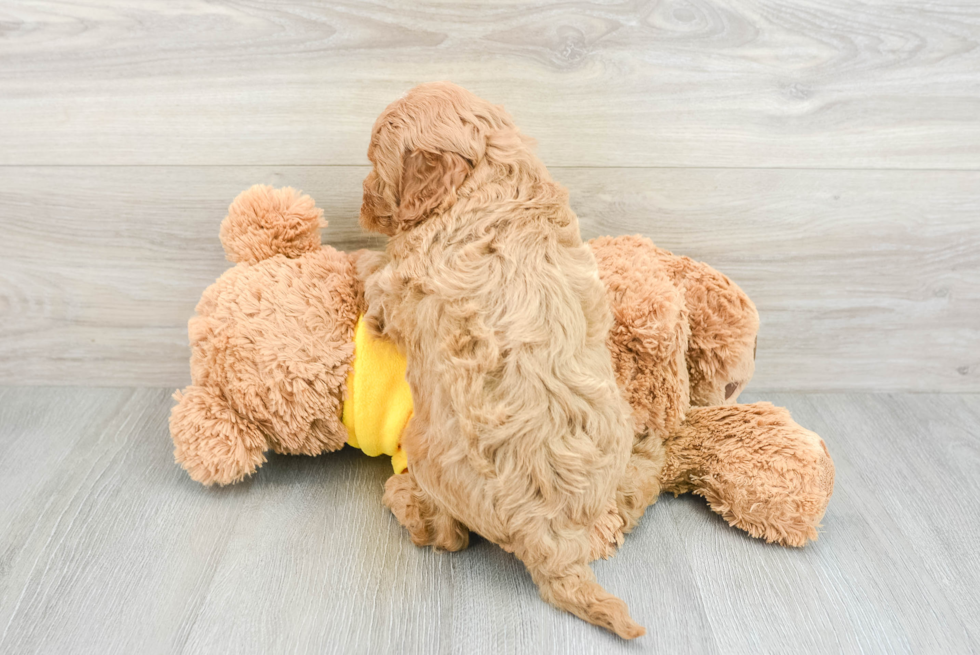 Cavapoo Puppy for Adoption