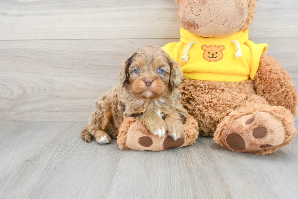 Best Cavapoo Baby