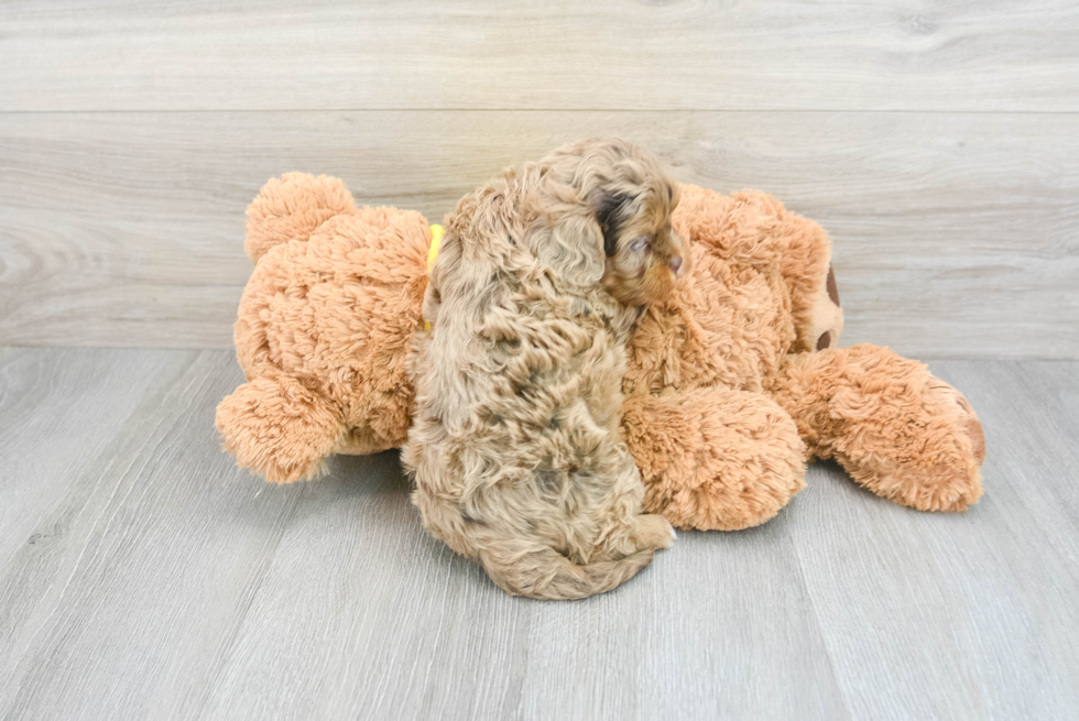 Funny Cavapoo Poodle Mix Pup