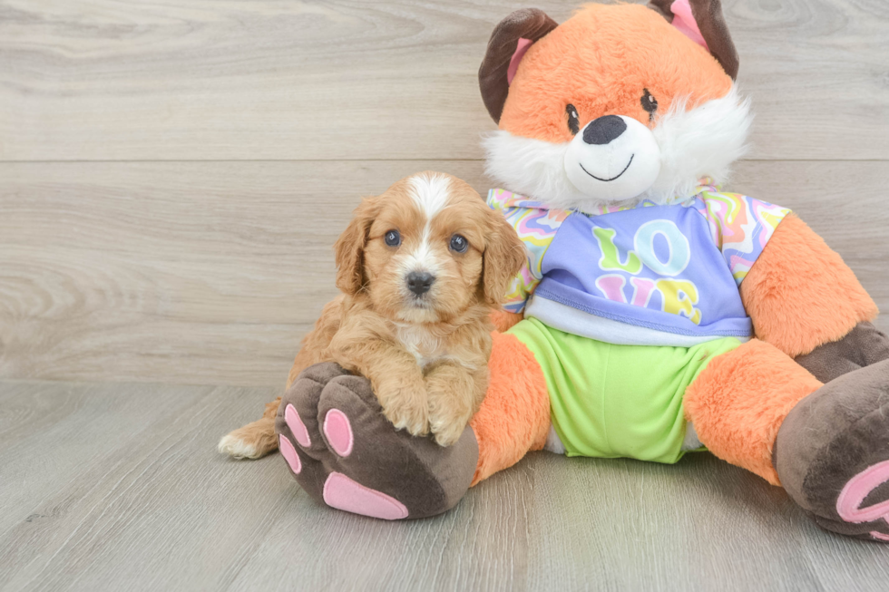 Happy Cavapoo Baby