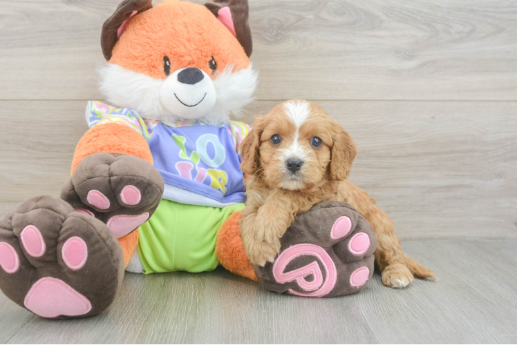 Cavapoo Puppy for Adoption