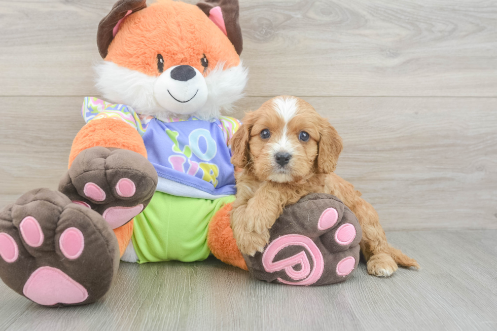 Cavapoo Puppy for Adoption