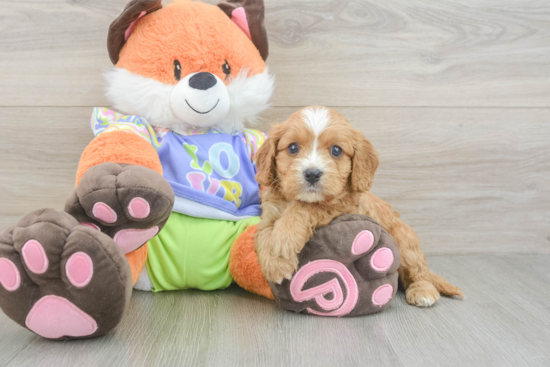 Cavapoo Puppy for Adoption