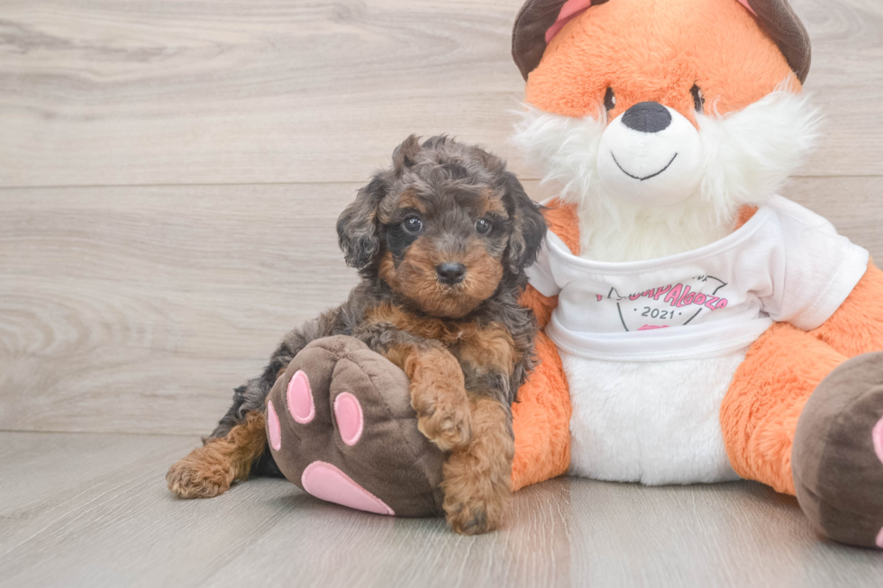 Cavapoo Puppy for Adoption