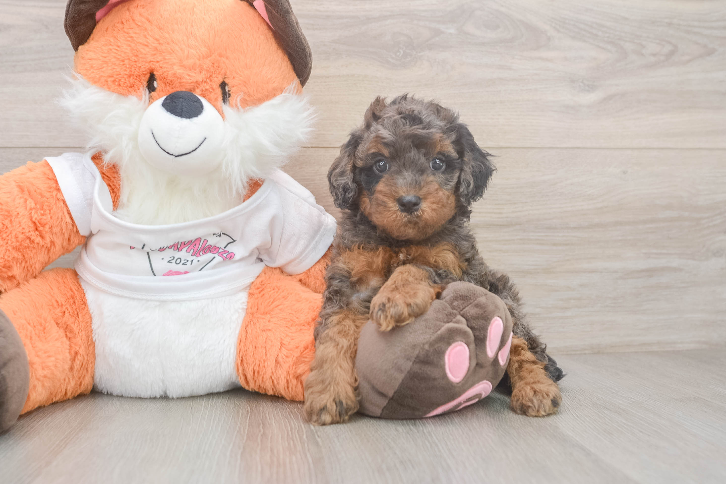 Best Cavapoo Baby