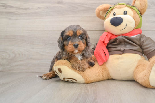 MEATBALL, a Cavapoo littermate