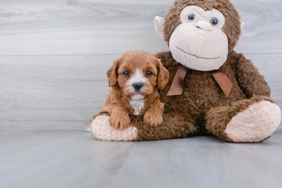 Cute Cavapoo Baby