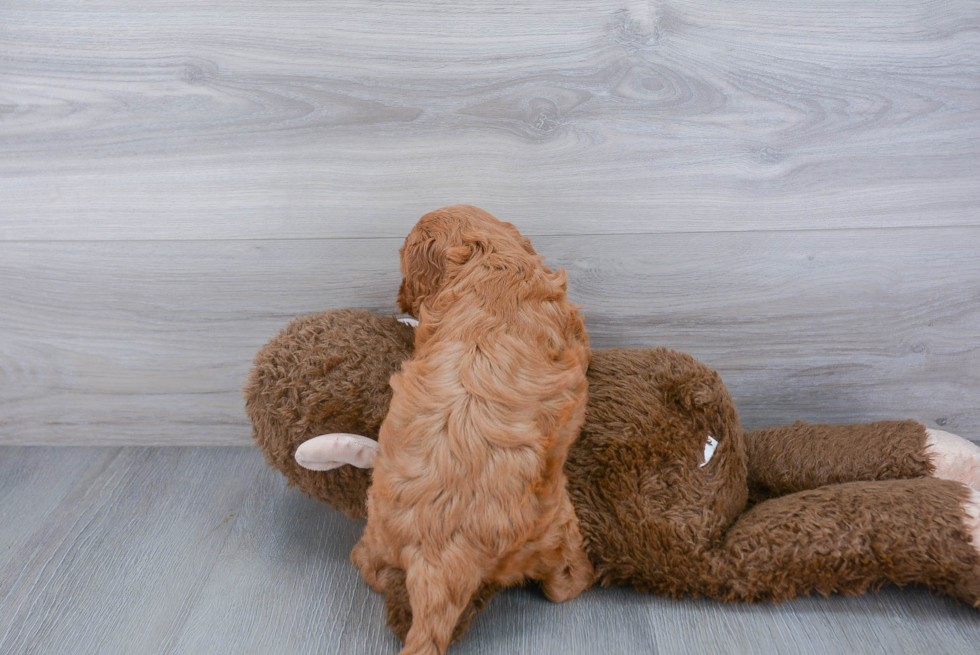 Smart Cavapoo Poodle Mix Pup