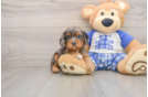 Cavapoo Pup Being Cute