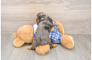 Little Cavipoo Poodle Mix Puppy
