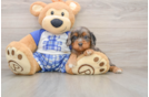 Best Cavapoo Baby