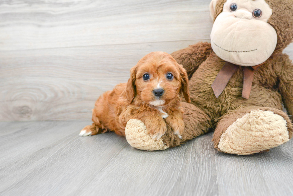 Cavapoo Pup Being Cute