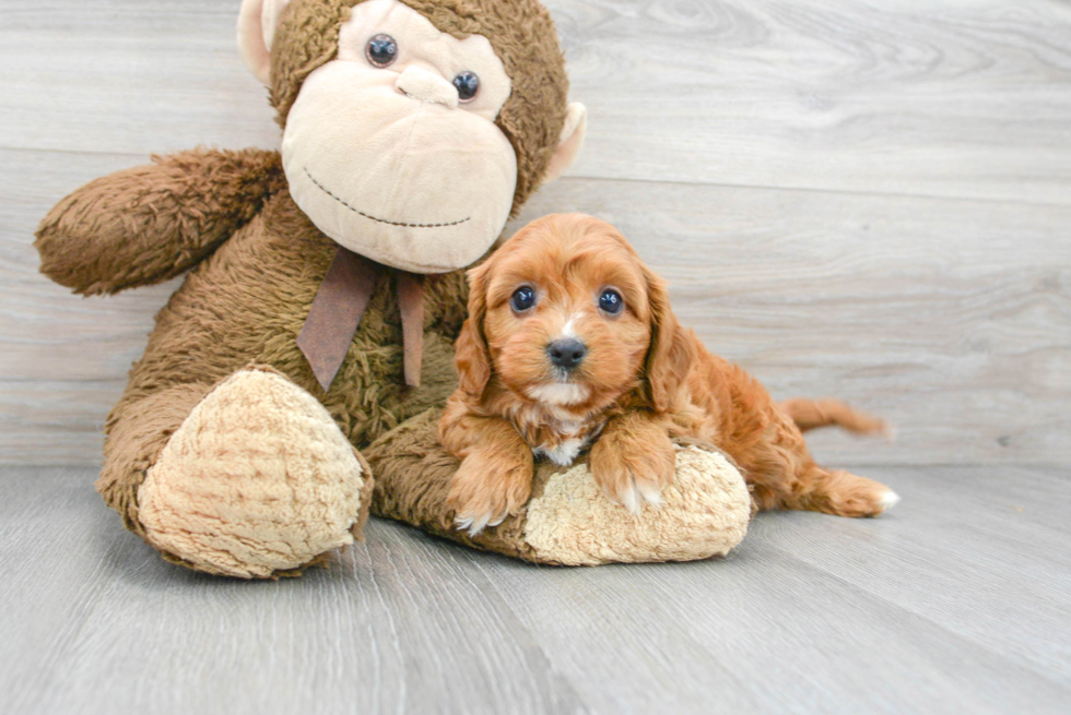 Smart Cavapoo Poodle Mix Pup