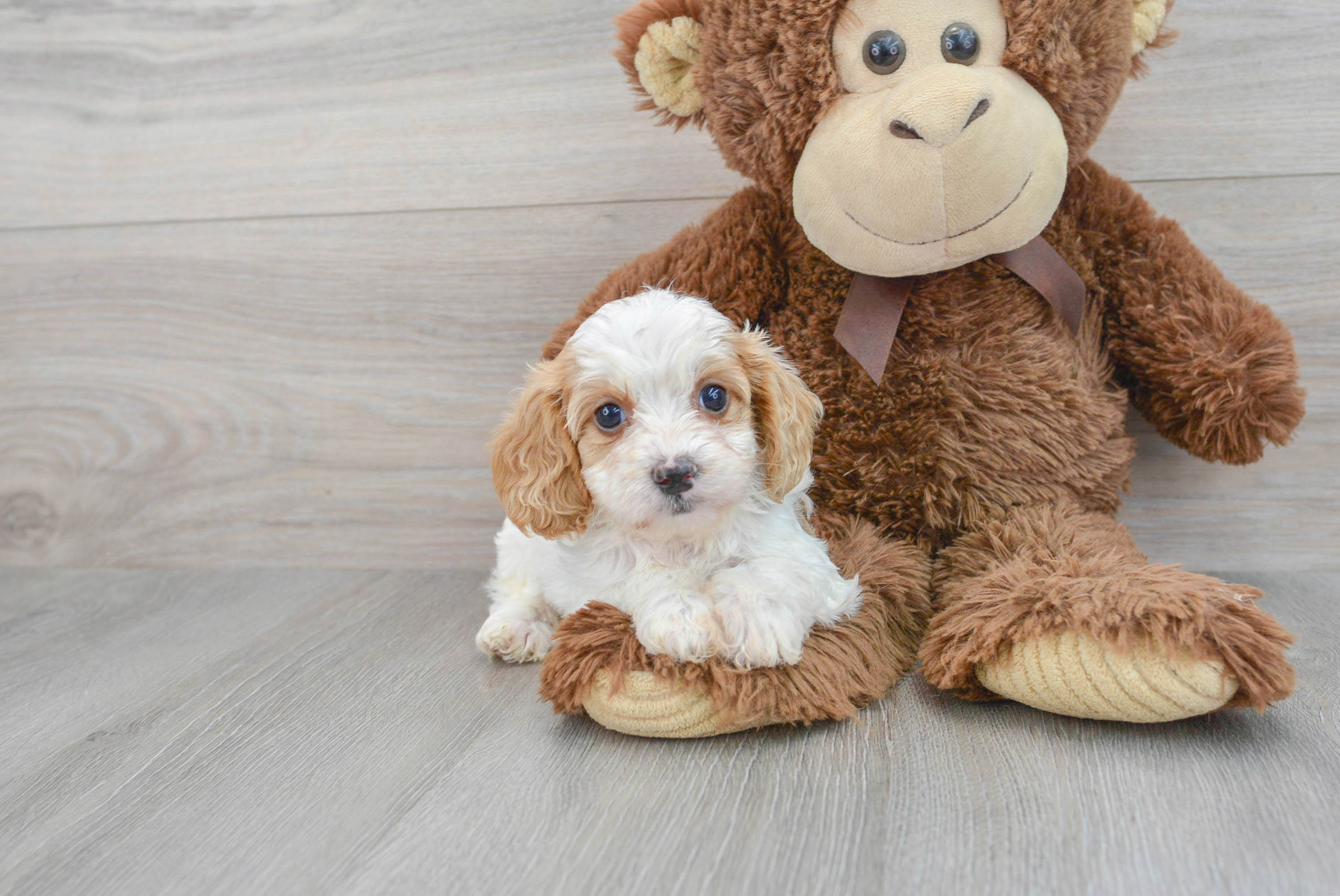 Best Cavapoo Baby