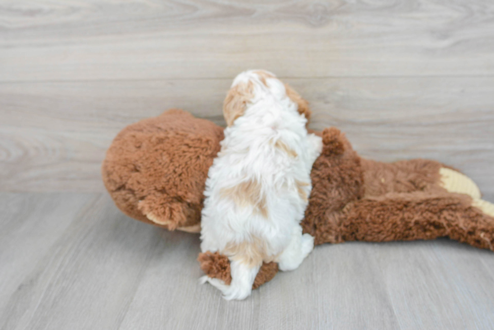 Cavapoo Puppy for Adoption