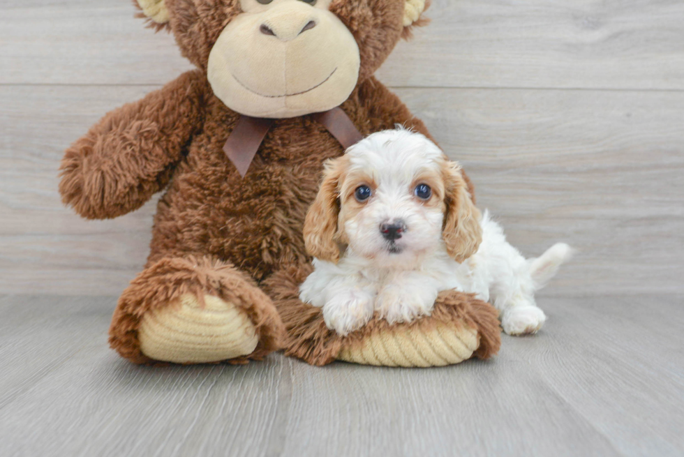 Cavapoo Puppy for Adoption