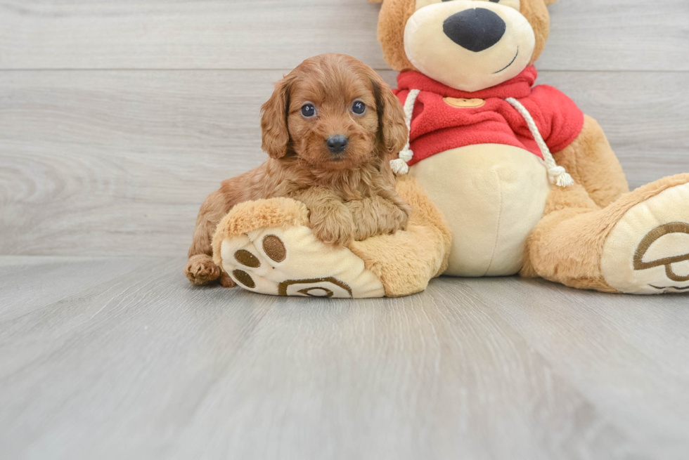 Best Cavapoo Baby