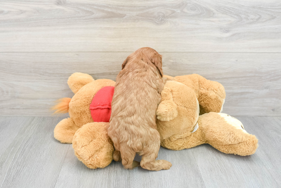 Popular Cavapoo Poodle Mix Pup
