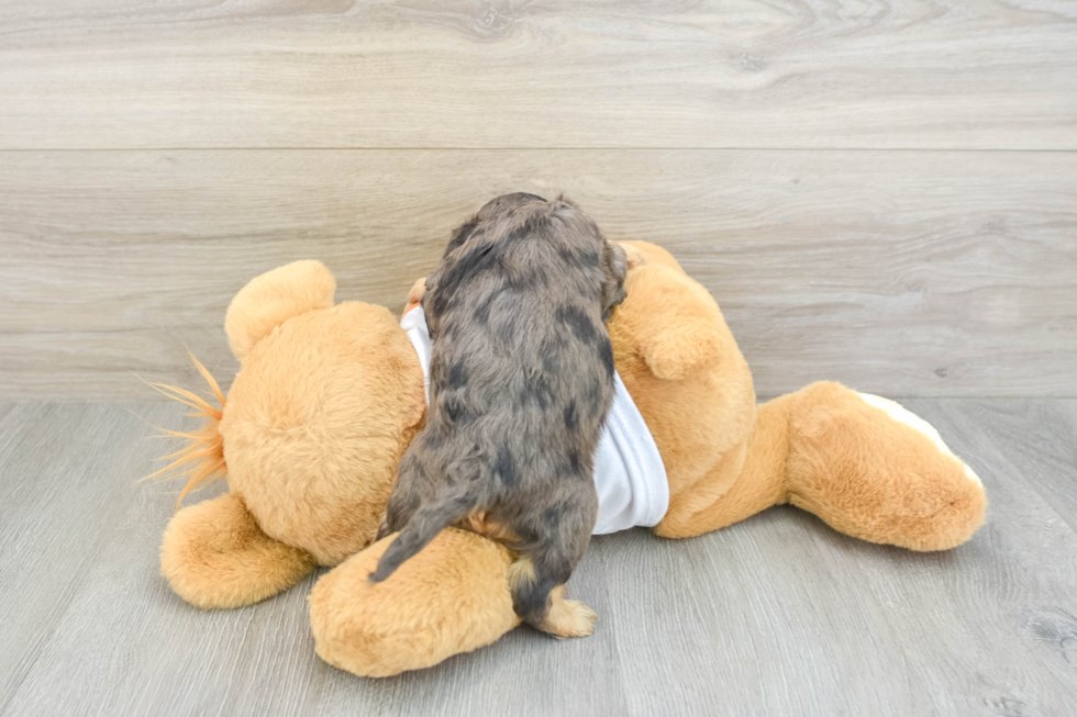 Small Cavapoo Baby