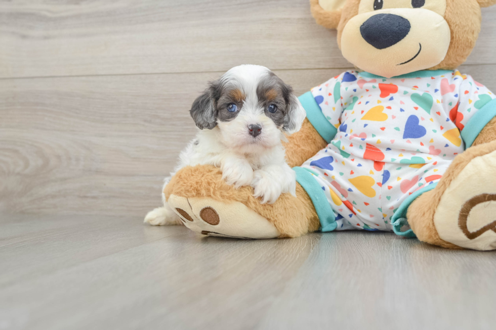 Energetic Cavoodle Poodle Mix Puppy
