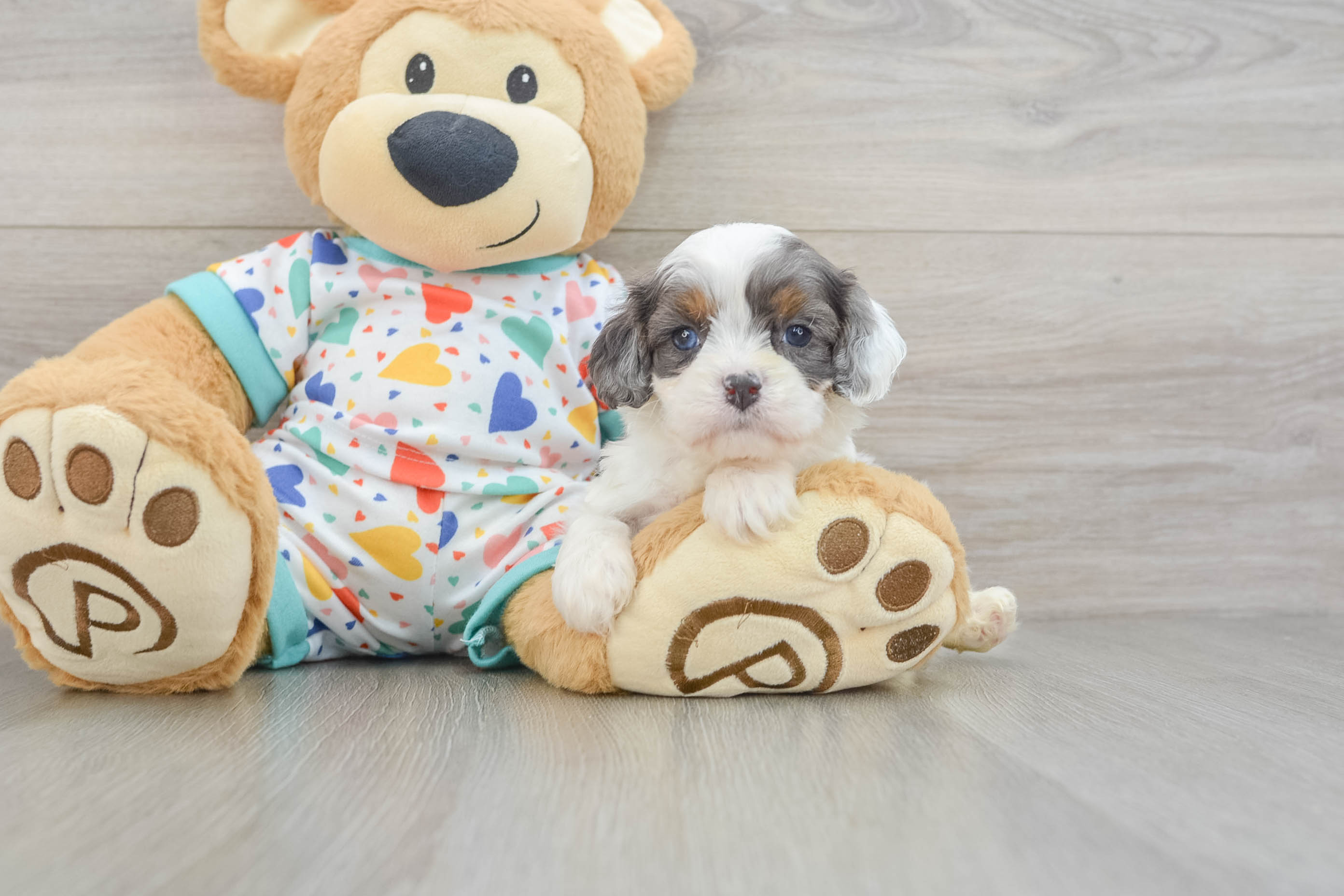 Best Cavapoo Baby