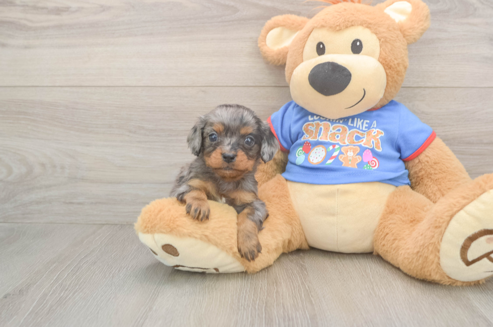 6 week old Cavapoo Puppy For Sale - Premier Pups