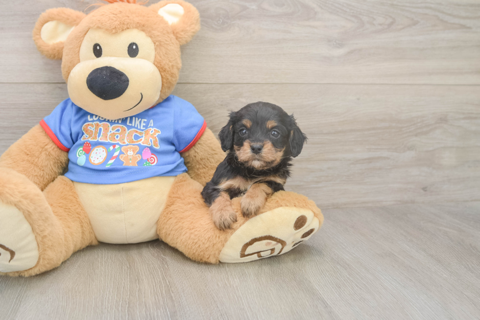 Happy Cavapoo Baby