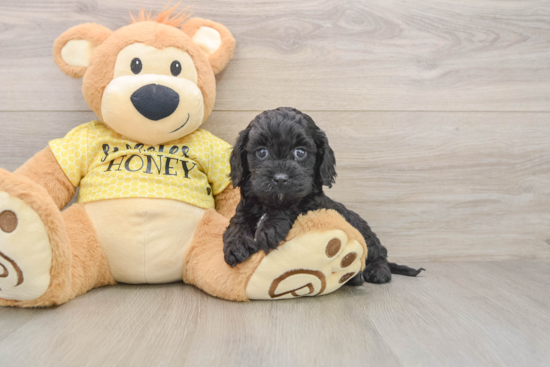 Popular Cavapoo Poodle Mix Pup