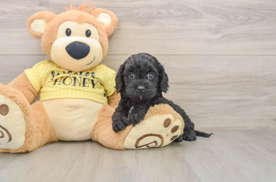 Popular Cavapoo Poodle Mix Pup