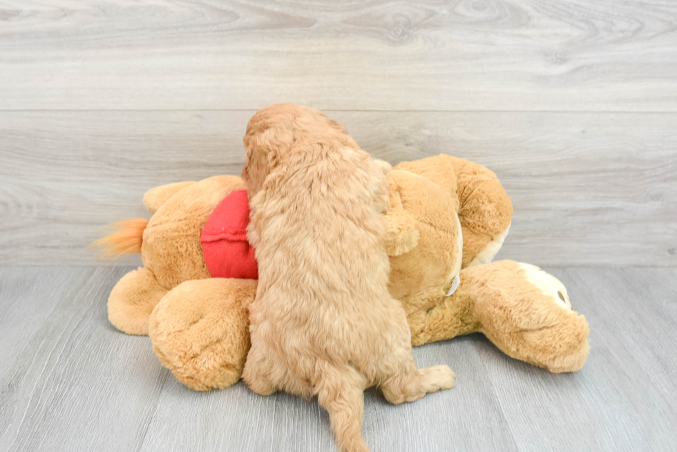 Friendly Cavapoo Baby