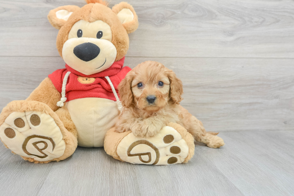 Happy Cavapoo Baby