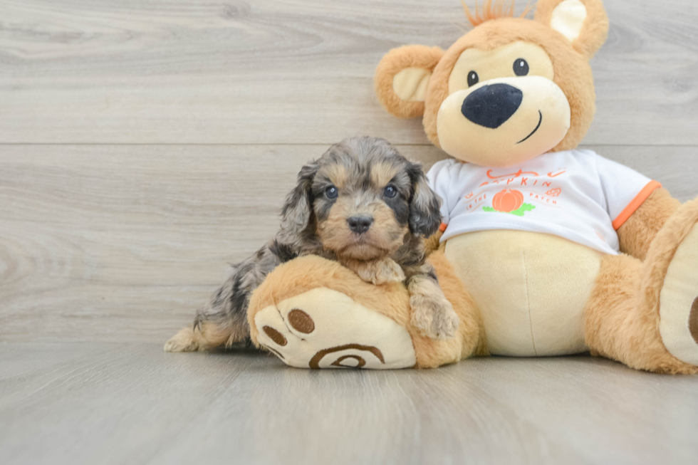 Friendly Cavapoo Baby