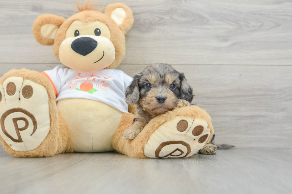 Best Cavapoo Baby