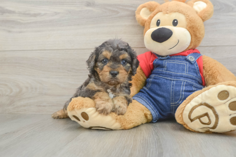 Cavapoo Pup Being Cute