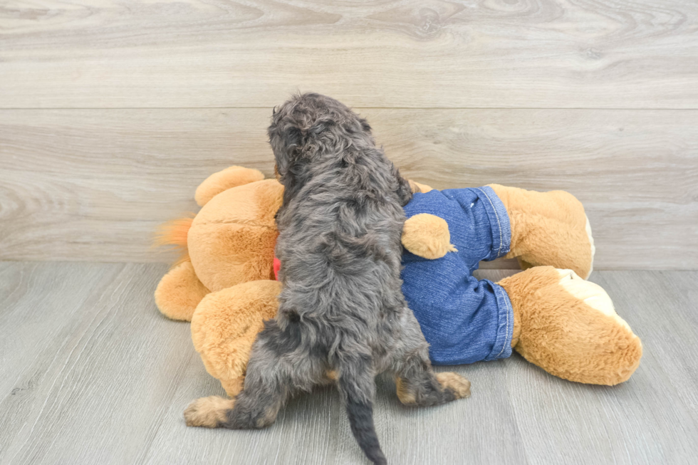 Friendly Cavapoo Baby