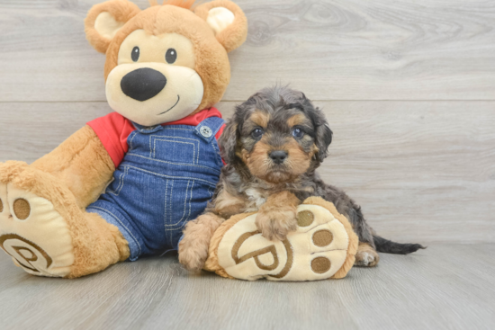 Cavapoo Puppy for Adoption