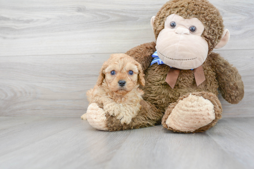 Best Cavapoo Baby