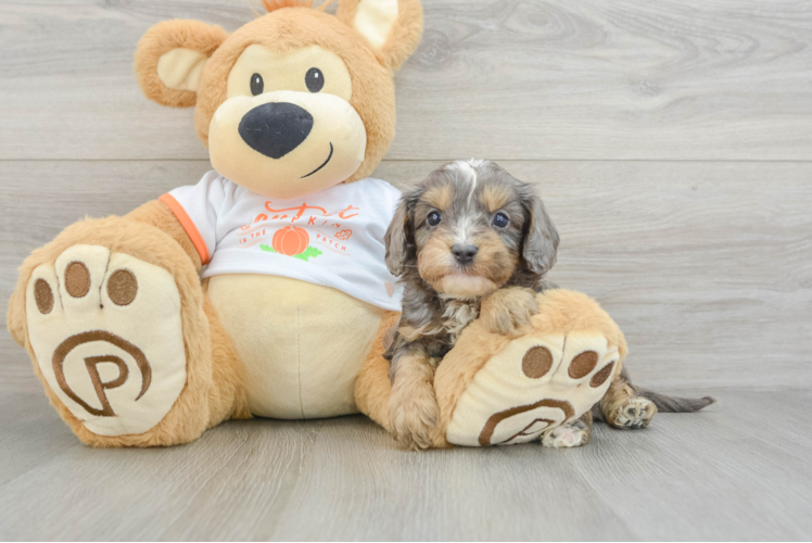 Cavapoo Pup Being Cute