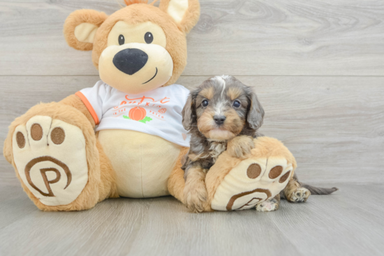 Cavapoo Pup Being Cute
