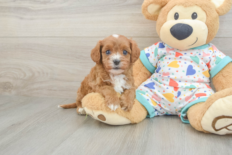Cavapoo Pup Being Cute