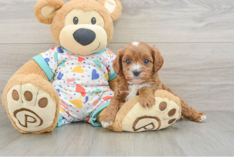 Cavapoo Pup Being Cute