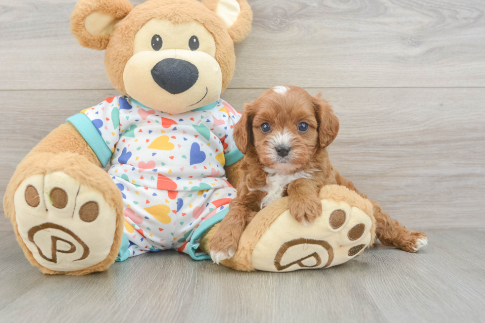 Cavapoo Pup Being Cute