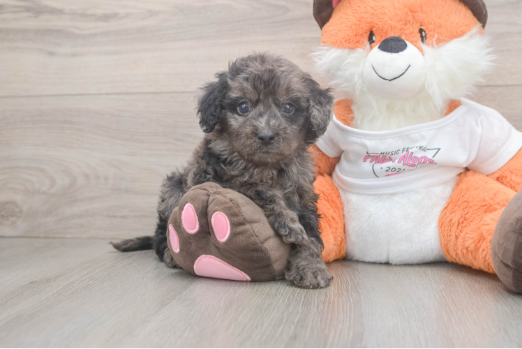 Cavapoo Puppy for Adoption