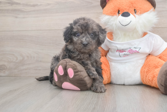 Cavapoo Puppy for Adoption