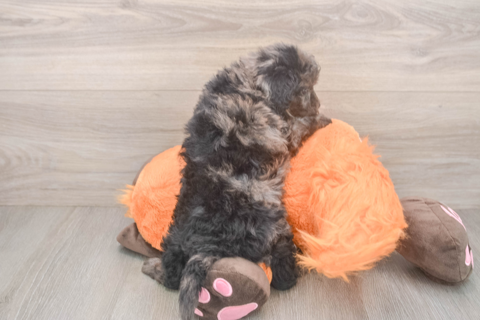 Energetic Cavoodle Poodle Mix Puppy